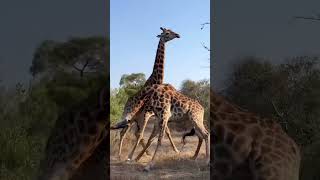 African Safari WildlifePhotography NatureLovers GiraffeFight WildlifeConservation Adventure [upl. by Ealasaid539]