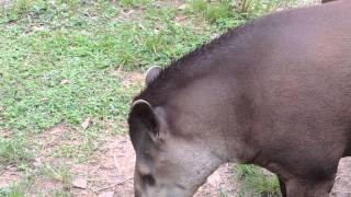 South American tapir Tapirus terrestris Brazilian tapirlowland tapir Parque narural La Macarena [upl. by Anaillil78]