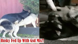 Siberian Husky Inflicting Pain German Shepherd Mix Annoys Alpha [upl. by Eamon726]