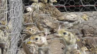 Gamekeeping Pheasants Four Weeks Old [upl. by Tare]