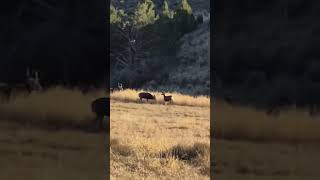 Large rutting mule deer buck Early rut [upl. by Fawne]