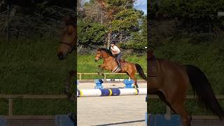 🤩 42 exercices de saut dobstacles cheval jumping [upl. by Alexia]