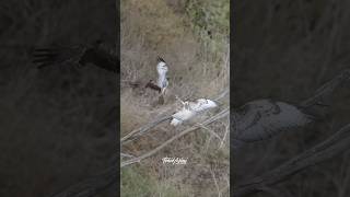 An epic display of the art of offense and defense by two Juvenile Redtailed Hawks redtailedhawk [upl. by Annaoi]