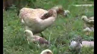 Brabanconne Chicken [upl. by Demodena]