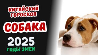 Собака  Китайский гороскоп на 2025 год  Гороскоп по году рождения на 2025 год [upl. by Aniryt]