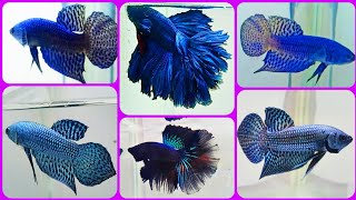 THAILAND IMPORTED QUALITY WILD BETTA FISH CATALOGUE 🔥🔥 CHEAPEST PRICE WILD BETTA FISH IN KOLKATA 😱😱 [upl. by Alia]