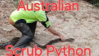 Large Australian Scrub Python Saved from Creek full of plastic [upl. by Gillespie788]