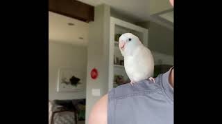 funny cute bird doing the wiggle [upl. by The]