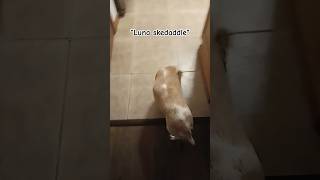 SKEDADDLE foryou relatable funny dog skedaddle blowup [upl. by Gelya445]