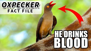 Oxpecker Facts they drink BLOOD  Animal Fact Files [upl. by Atiuqihs]