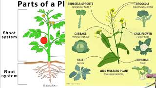 What is Brassica oleracea [upl. by Piderit]