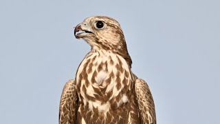 Juvenile Laggar falcon at Talchhapar in Churu district of Rajasthan falcon wildbirdphotography [upl. by Collins]