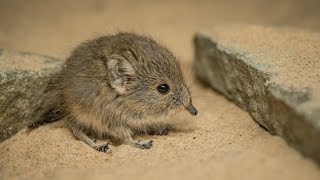 Twin sengi have been born and theyre completely adorable 😍 [upl. by Columbine964]