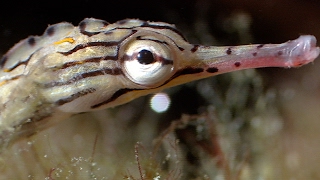 Breeding Habits Of The Banded Pipefish  Blue Planet  BBC Earth [upl. by Ahseram]