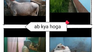 sita ki ma bhag gai bihariview vlog viaralvideo cowlover [upl. by Finlay]