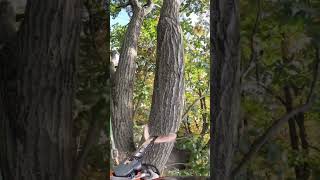 🪓🌲 Tree Trimmer chainsaw safety outdoors shorts fypシ゚viral fyp tiktok trending adventure [upl. by Cchaddie]