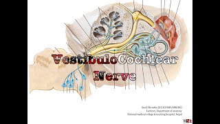 Vestibulo cochlear nerve CN 8 Anatomy free lecture notes Anatomy Shortcut MBBS BDS [upl. by Ibrik]