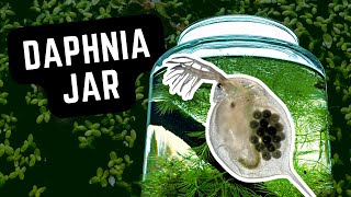 How To Grow Live Food for Guppies 🐟 Daphnia Culture Ecosystem in a Jar aquarium guppy fishtank [upl. by Ahsiet]