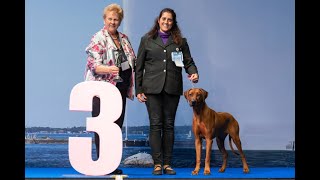 International Dog Show Geneva 2024  Judging of Rhodesian Ridgebacks [upl. by Ateiluj21]