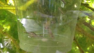 Releasing least killifish Heterandria formosa into an outdoor tank on the balcony [upl. by Euphemie420]