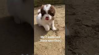 Lhasa apso 7 weeks male DOB 20sep2024 lhasaapso lhasaapsodog [upl. by Zemaj800]