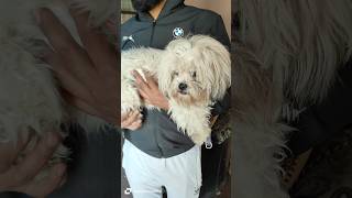 Dog lovers ytshorts shortvideo [upl. by Anaujal]