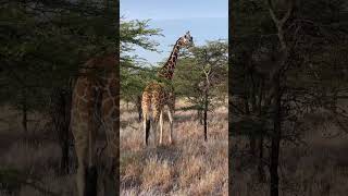 Lewa Wildlife Safari Marathon in Kenya  Runners World [upl. by Delbert]