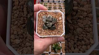 Haworthia Springbokvlakensis Tropical Night Variegated haworthia plants succulents propagation [upl. by Dlorad]