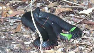 RED BELLIED BLACK SNAKE [upl. by Ackler350]