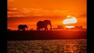 The Okavango Delta with Boone Safari 2025 [upl. by Dnomde]