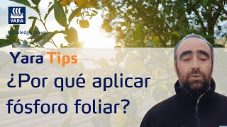 Yara Tip  ¿Por qué aplicar fósforo foliar [upl. by Shaum]