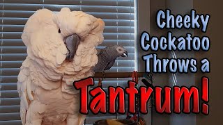 Cheeky Cockatoo Throws a Tantrum Subtitles [upl. by Sybille]