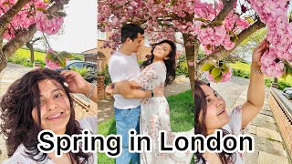 Cherry blossom 2024🌸🌸london springinlondon sakura [upl. by Bein780]