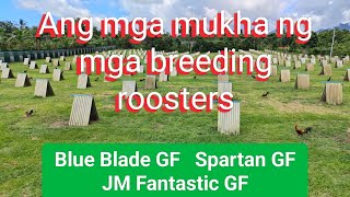 EP563 part 1 Ang mga mukha ng mga breeding roosters ng Spartan GF Blue Blade GF at JM Fantastic [upl. by Us807]