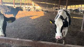 Those cows have signs of estrus dairyfarm farming dairyfarmlife cattlefarm cattle cowvideo [upl. by Eirolav]