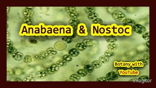 Anabaena amp Nostoc botanywithyoutube [upl. by Annnora]