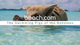 THE SWIMMING PIGS OF THE BAHAMAS [upl. by Friedman]