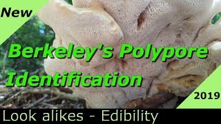 Berkeleys Polypore Identification and Look Alikes [upl. by Shep]