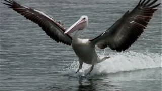 Exotic Birds  Australian Pelicans Skimming Over Water [upl. by Jewel771]