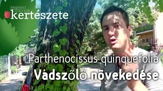 Vadszőlő növény növekedése  Parthenocissus tricuspidata  Megyeri Kertészet Győr [upl. by Shreeves]