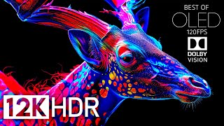 Best of Dolby Vision 12K HDR 120fps  Most Powerful Epic OLED [upl. by Ahse]