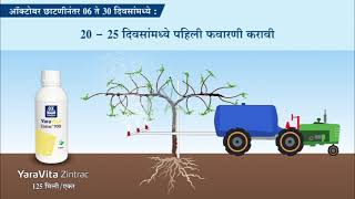 चला पाहुयात ऑक्टोबर छाटणीनंतर द्राक्ष पिकामध्ये 06  30 दिवसांमध्ये लागणारी अन्नद्रव्ये [upl. by Werda27]