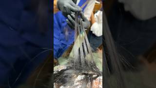 Hair color on highlights  Hair color styling mjnailstecnician viralvideo trending viralhair [upl. by Redford]