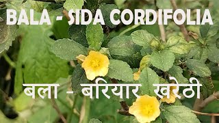 Ayurvedic Plant Bala Bariyara Sida Cordifolia for Energy amp Stemina and Nervous System बला  बरियार [upl. by Enneyehc336]