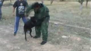 Bandog Mastiff protection 2 wwwbandoggr [upl. by Adnilam]