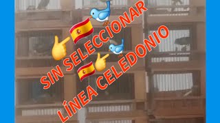 Línea de Celedonio TIMBRADO SIN SELECCIONAR 2024 [upl. by Imaon331]