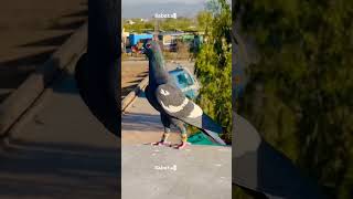 pigeon birds love sad shayari new 2024 trending [upl. by Crisey]