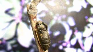 Swallowtail Butterfly emerges from chrysalis in HD realtime V07636 [upl. by Anitsud761]