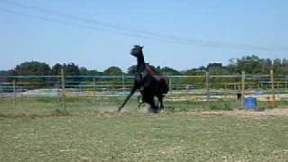 CHUTE CHEVAL MDR [upl. by Antons]