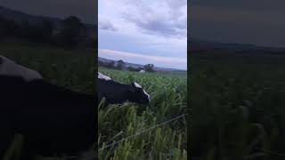 30🐄🐄em 17 hectares leitepiquetes agro vacadeleite [upl. by Hermy]